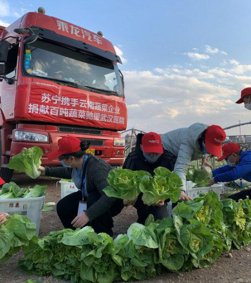 【0212-農產品上行】蘇寧物流打通綠色通道 助滯銷蘆蒿6小時從田間到賣場力農產品上行768.png